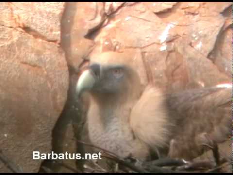 Buitre común ( Gyps fulvus ) Griffon vulture