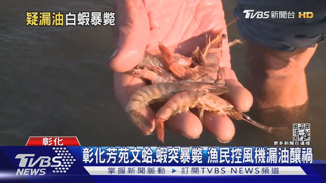 彰化芳苑文蛤、蝦突暴斃 漁民控風機漏油釀禍