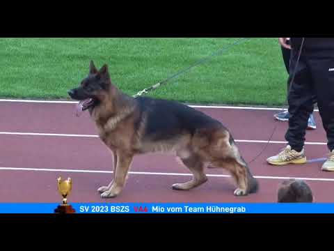SV 2023 BSZS GHKL RüdenVA 4 (1023) Mio vom Team Hühnegrab#gsd #세퍼트 #bszs2023 #bszs #vadog