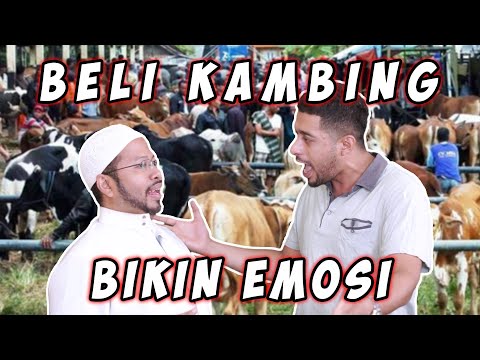 beli-kambing-bikin-emosi