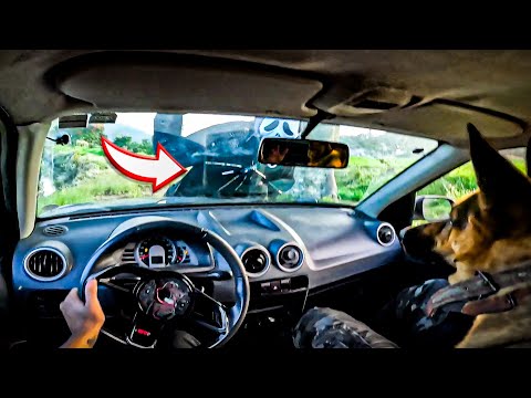 PANIC TRIED TO ENTER THROUGH THE GOLF'S WINDSHIELD