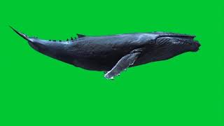 Download lagu Blue Whale Green Screen mp3