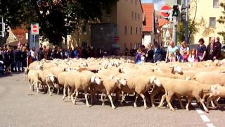 preview picture of video 'Festzug beim Schäferlauf Markgröningen 2014'