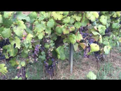 Let's discover the grapes of Bonamico