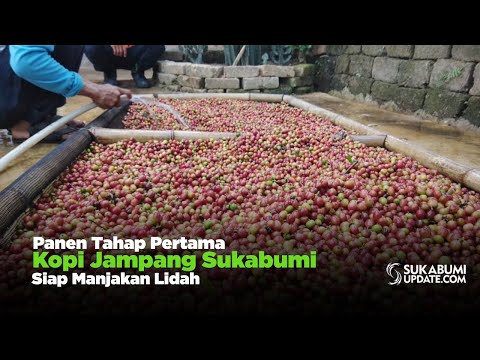 Panen Tahap Pertama, Kopi Jampang Sukabumi Siap Manjakan Lidah