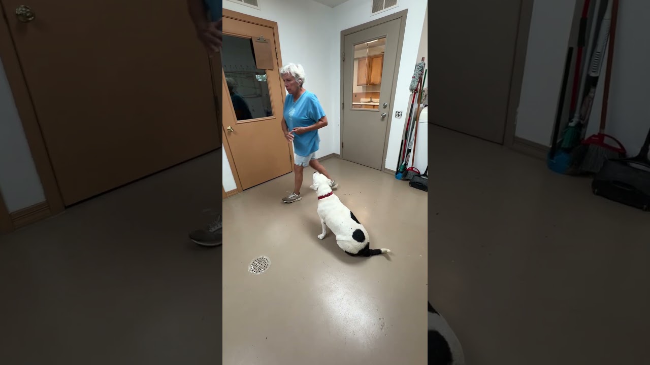 Enlarge Bella, a Adoptable mixed breed in Carthage, IL video 3/5