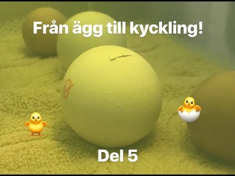 , title : 'Från ägg till kyckling sista delen!'