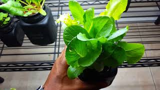 New plants in my garden