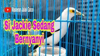 Download lagu Terapi Burung Jalak Putih Stres Agar Cepat Bunyi - Masteran Jalak Putih Jantan Gacor Suara Keras mp3
