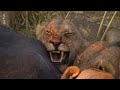 Im Königreich der mächtigen Löwin in Tansania.  Hervorragende Nahaufnahmen des Rudels.