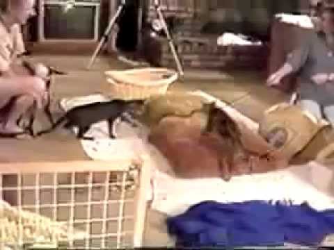 WTF Cats!?