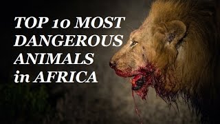 TOP 10 Most Dangerous Animals AFRICA 2017 - Kevin Hunter