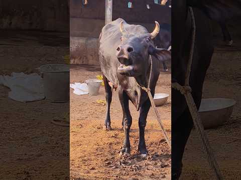 Big Holstein and black cow Moo sound#cow video#cow videos#animal sound#cow sound