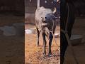 Big Holstein And Black Cow Moo Sound Cow Video Cow Videos Animal Sound Cow Sound