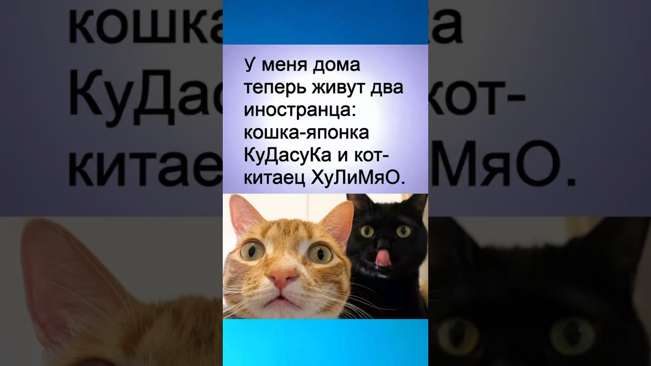 Когда нозвал котов так #шутка #юмор #шуточное #смех