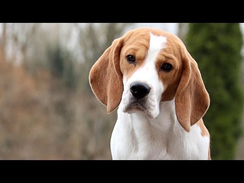 Around the Dog World - Pup of the Year 2014