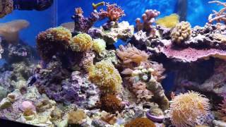 Rok bottom reef end of April update. 40b mixed reef