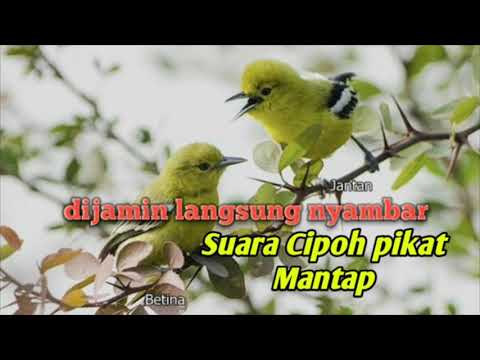 Cipoh Novyj Trend Smotret Onlajn Na Sajte Trendovi Ru