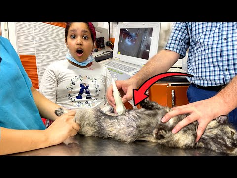 , title : 'قطة شفا حامل أول مرة تسوي سونار !!Cat Pregnancy Ultrasound'