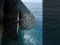5 Tons Fishes Caught On The Boat Trawlnet Fishing Thenkadalmeenavan Shorts