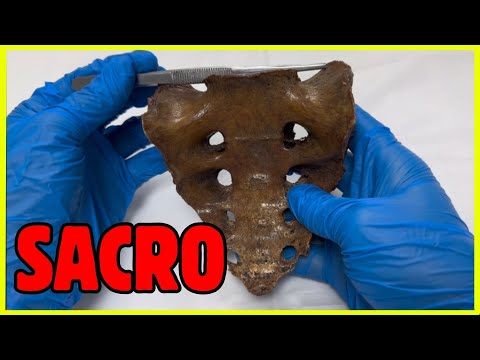 🦴ANATOMÍA DEL SACRO / ¡Todo lo que tienes que saber!