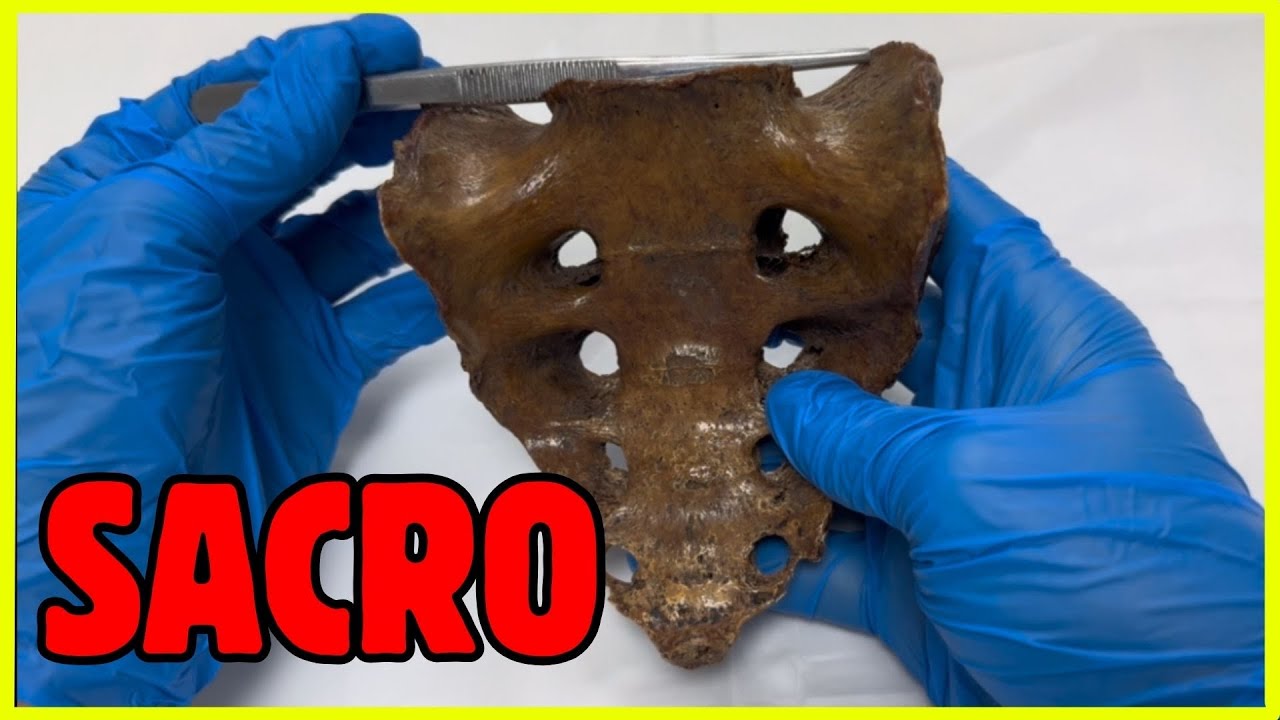 🦴ANATOMÍA DEL SACRO / ¡Todo lo que tienes que saber!