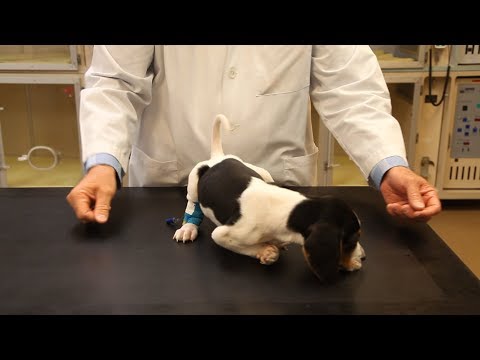 How Puppy Born With Backwards Paws Is Learning to Walk
