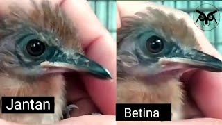 Download lagu Tidak butuh waktu Lama⛔, Cara Mudah Membedakan Anak burung PELANDUK SEMAK Jantan dan Betina mp3