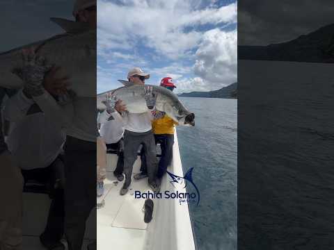 Tarpón o Sábalo real, Bahía Solano Pesca.