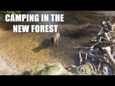 New Forest Bliss: Exploring Setthorns Campsite