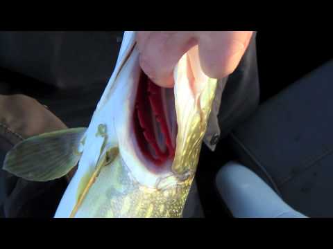 Kuinka nostetaan hauki boga-gripillä