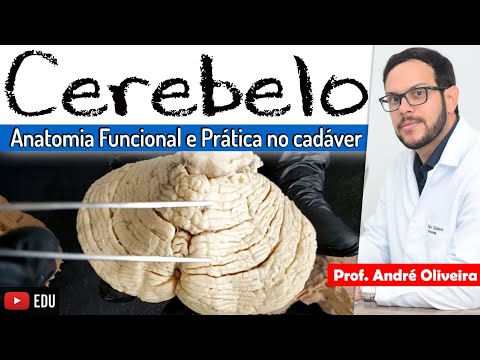 CEREBELLUM - Functional Anatomy with Practical Class on Cadavers - Prof. André Oliveira
