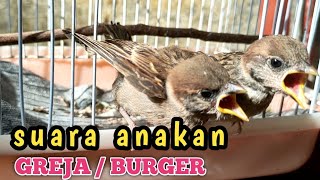 Download lagu suara anakan burung greja minta makan mp3