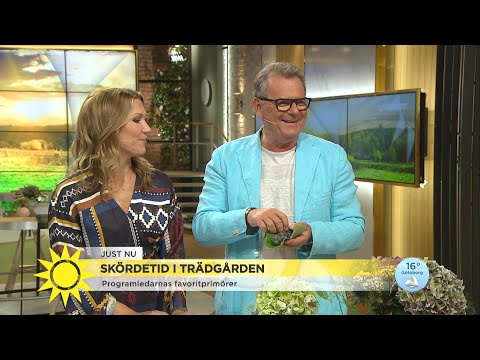 Här får Steffo prova Maddes primördruvor - Nyhetsmorgon (TV4)