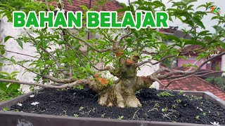 Download lagu BAHAN BONSAI BANYAK, KEMANA KITA MENJUALNYA ?? mp3 Download lagu BAHAN BONSAI BANYAK, KEMANA KITA MENJUALNYA ?? mp3