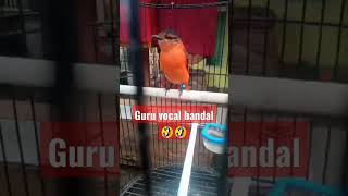 Download lagu mantenan gunung gacor,ngecirrrr panjang mp3