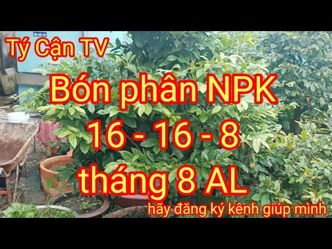 Bón Phân NPK 16-16-8, cho cây mai nuôi chậu vào tháng 8 AL