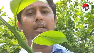 মাল্টা গাছের ক্ষতিকর ডাল/ ওয়াটার সাকার/