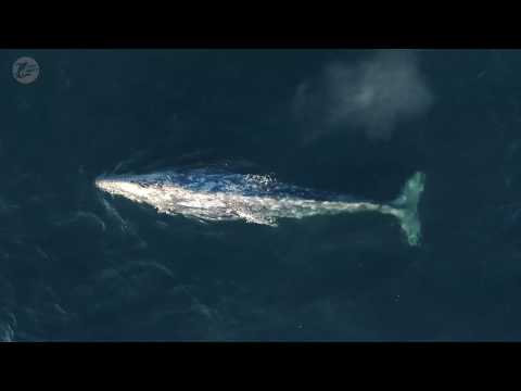 Мигрирующие серые киты снимались у побережья Дана-Пойнт (Dana Point), штат Калифорния (California), США, февраль 2019.