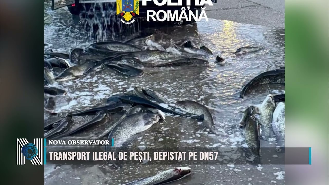 Transport ilegal de pești, depistat pe DN57