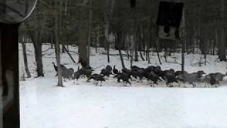 preview picture of video 'over a 100 turkeys'