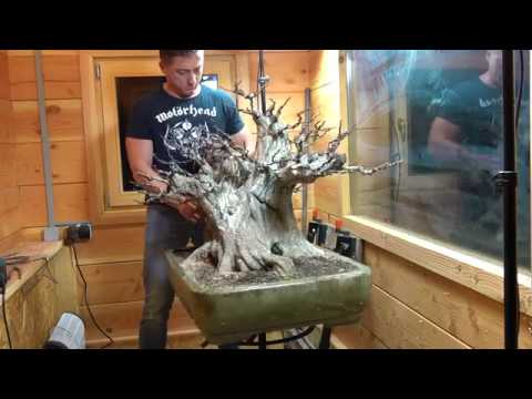 Season 2018. TREES - Carp 2 The Elf