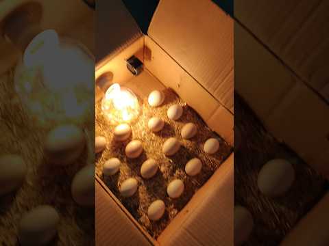 60 watt best Egg incubator #incubator #shorts