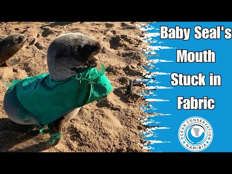 Baby Seal's Mouth Stuck in Fabric