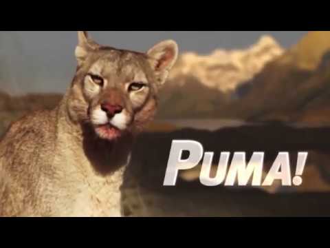 Puma: Lion of the Andes | National Geographic | Wildlife Documentary HD