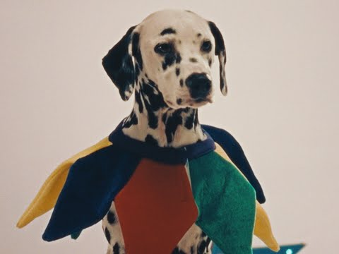 Video thumbnail for dog