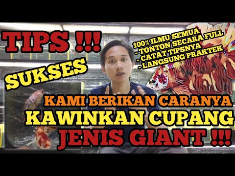 HOW TO MARRY THE GIANT KIND OF CUPS