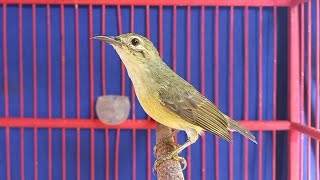 Download lagu Suara Kolibri Kelapa Betina Untuk Pikat Kolibri Jantan mp3
