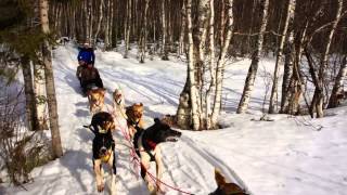 preview picture of video 'MittLivsStiL Frilufts dog sledding in Luleå'