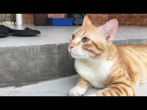 #slowliving with #cat (fluffy orenji)